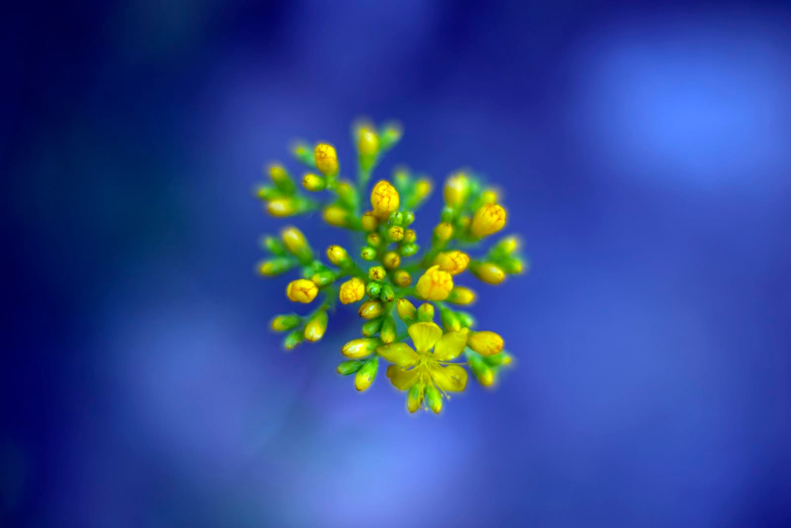 Histamin & Blutwerte: Allergie im Labor erkennen